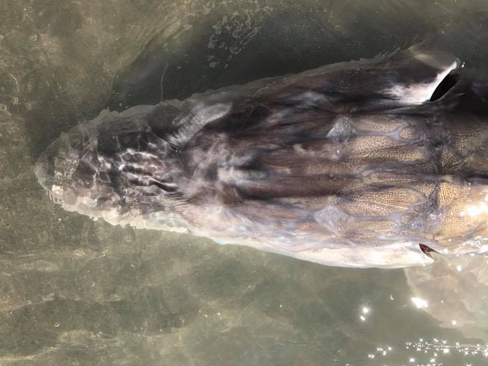 sturgeon-head-unique-markings