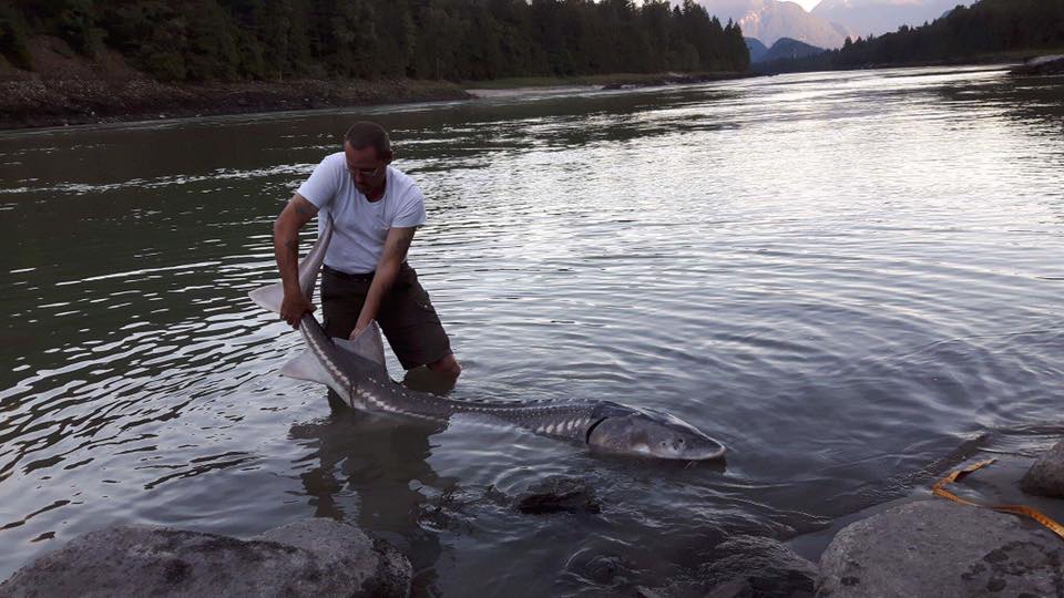 sturgeon-fraser-river-near-hope-bc