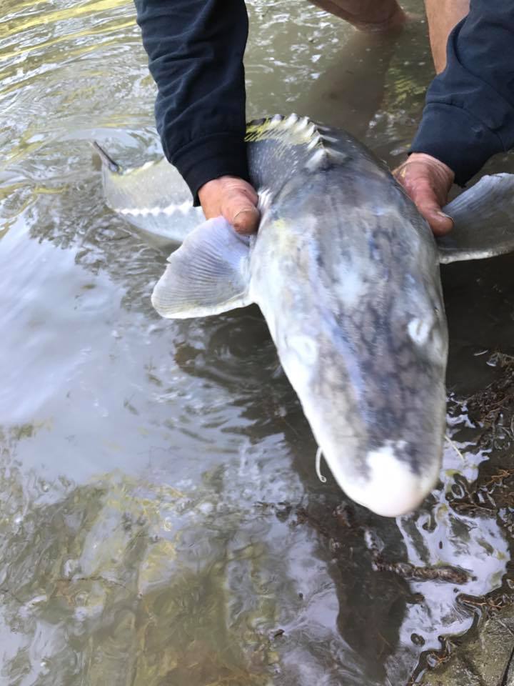 sturgeon-fraser-river-fishing-guide
