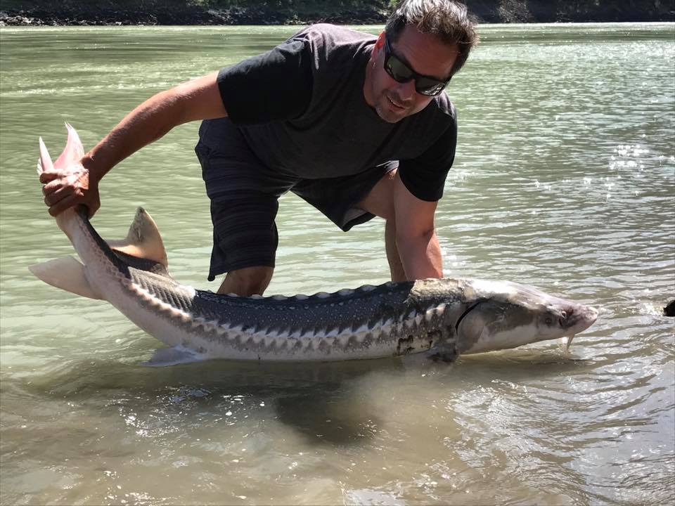 bo-big-sturgeon-fraser-river