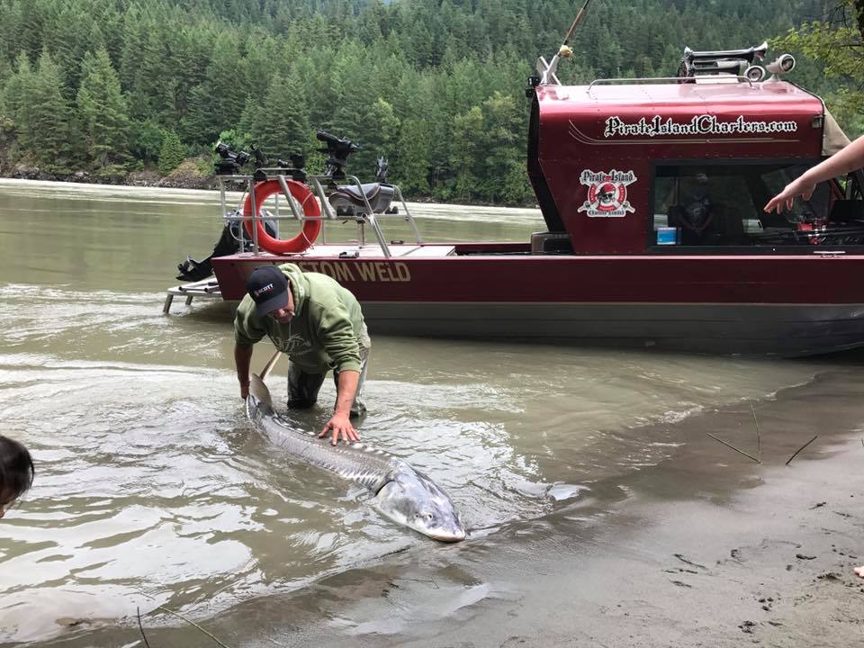 sturgeon-guide-hope-bc