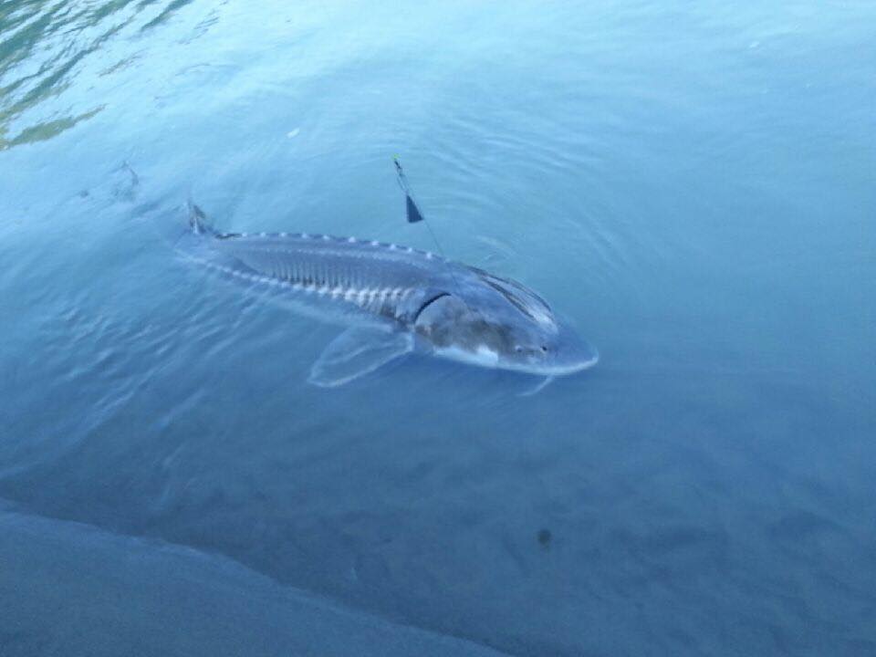 sturgeon-fraser-river-guide