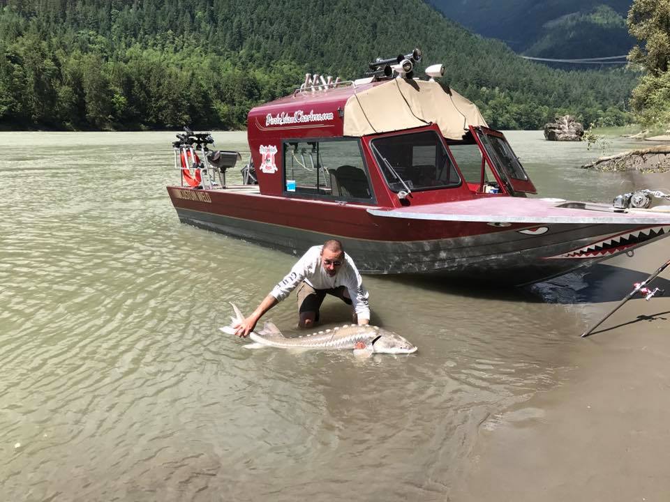 sturgeon-in-fraser-river