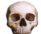 skull