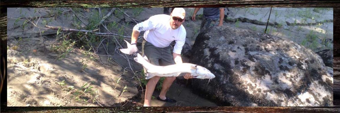 sturgeon fraser river guide